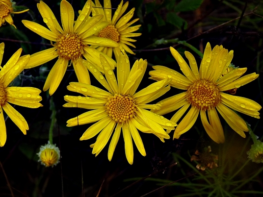 {Chrysopsis gossypina}